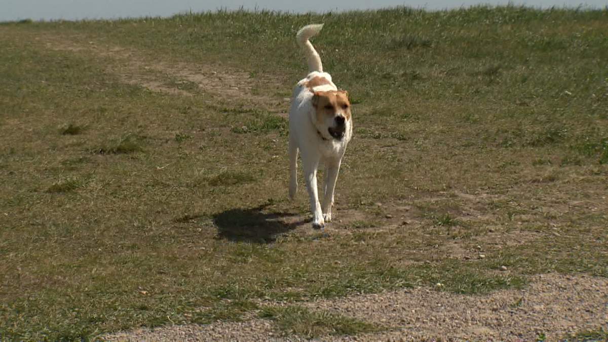 dogs US border