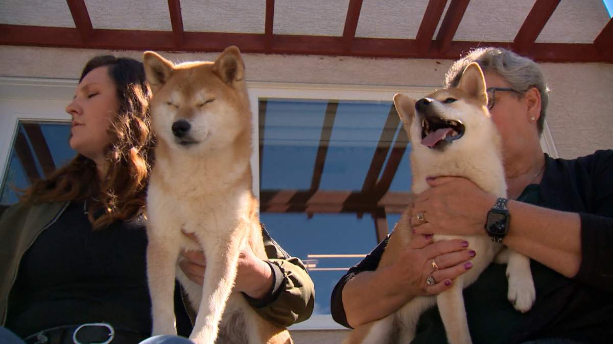dogs US border