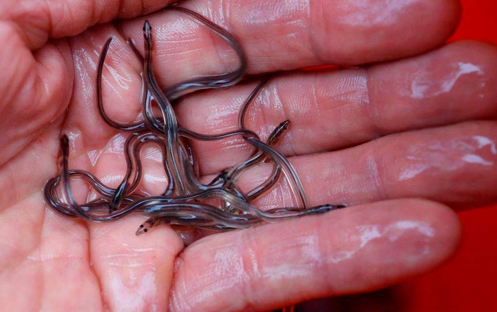 Fisheries officials say they seized 60 kilograms of baby eels said to be worth between $250,000 and $350,000 at a ground transport facility in Dartmouth, N.S., on Friday. In this May 25, 2017, photo, baby eels, also known as elvers, are held in Brewer, Maine. THE CANADIAN PRESSAP-Robert F. Bukaty.