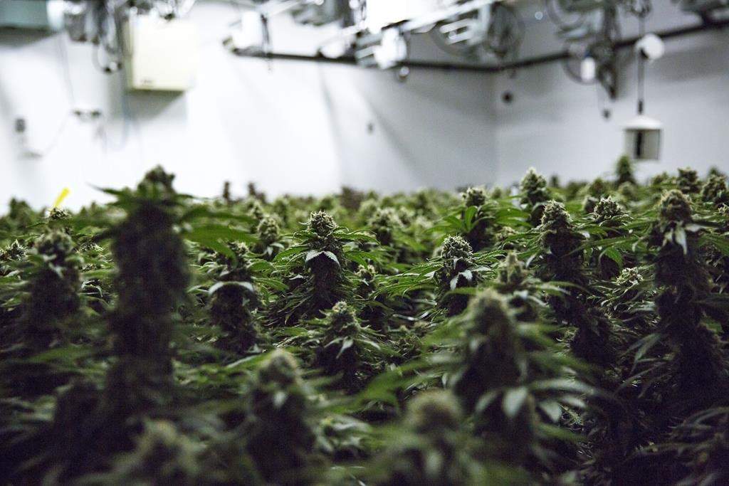 Cannabis plants grow inside a production facility in Simcoe, Ont. on Tuesday, April 13, 2021. A Nova Scotia judge a rejected arguments from four defendants claiming they have treaty and aboriginal rights to sell cannabis at dispensaries on Indigenous land north of Halifax and are not required to pay duties under the federal Excise Act. THE CANADIAN PRESS/Tara Walton.
