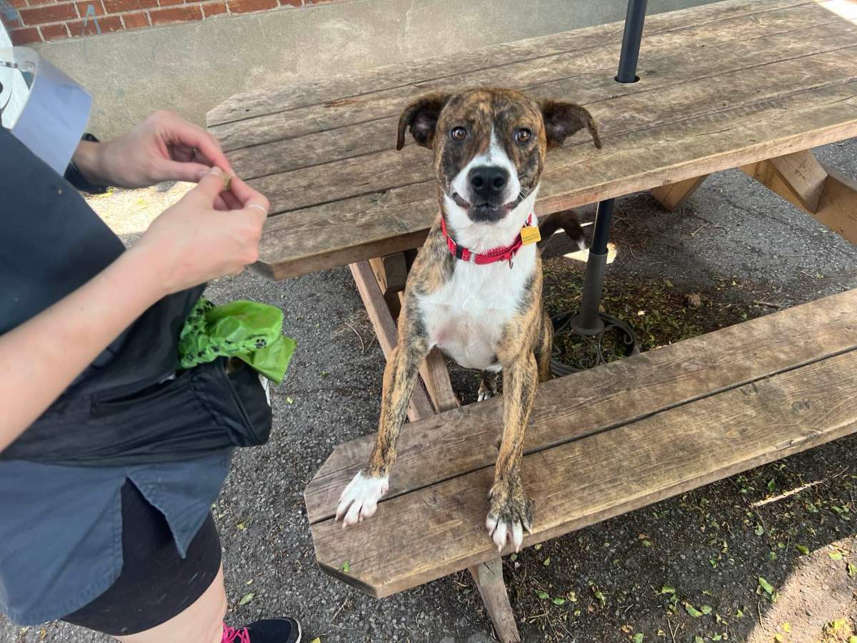 One of a rising numbers of dogs awaiting adoption at the Montreal SPCA. June 20, 2024.