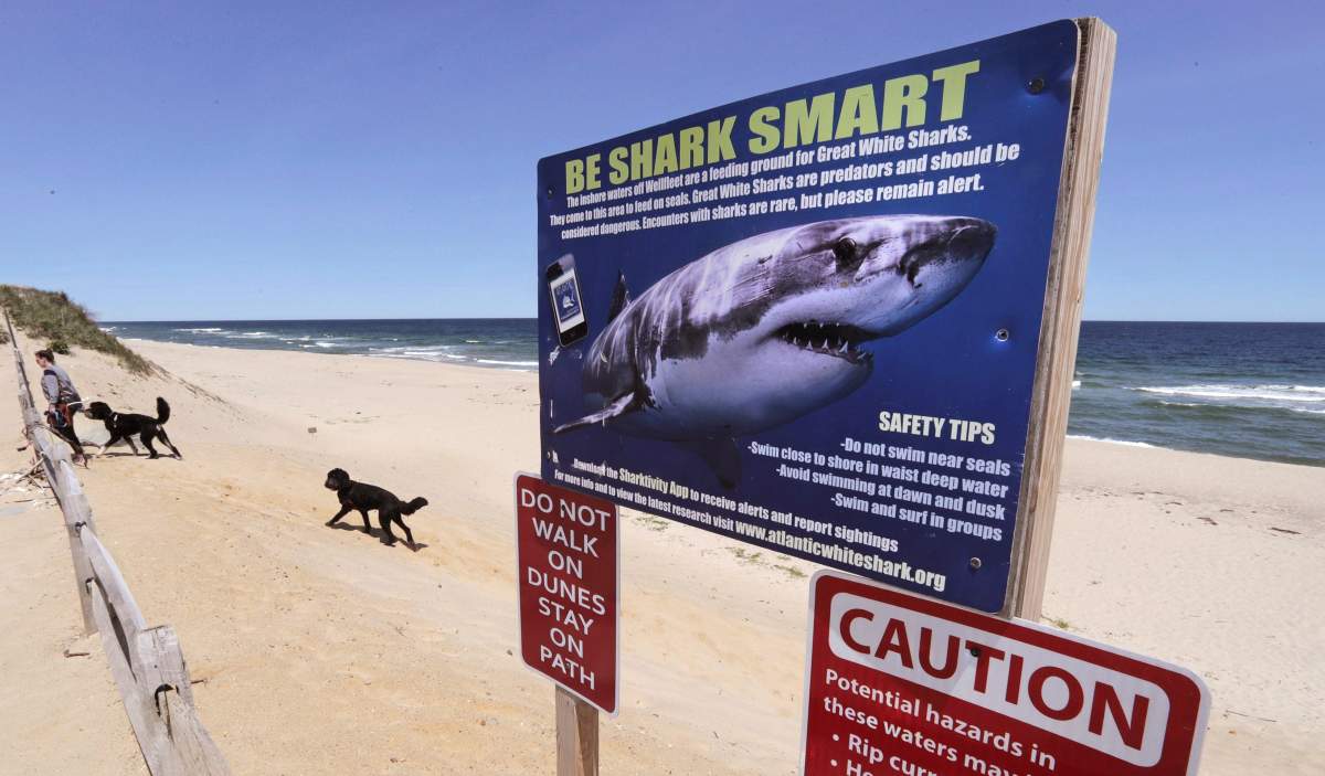 An unusually high number of great white sharks found dead on Atlantic Canada beaches over the past year could be a sign of population growth of the species, says a shark biologist. A woman walks with her dogs at Newcomb Hollow Beach, where a boogie boarder was bitten by a shark in 2018 and later died of his injuries, in Wellfleet, Mass. on May 22, 2019.