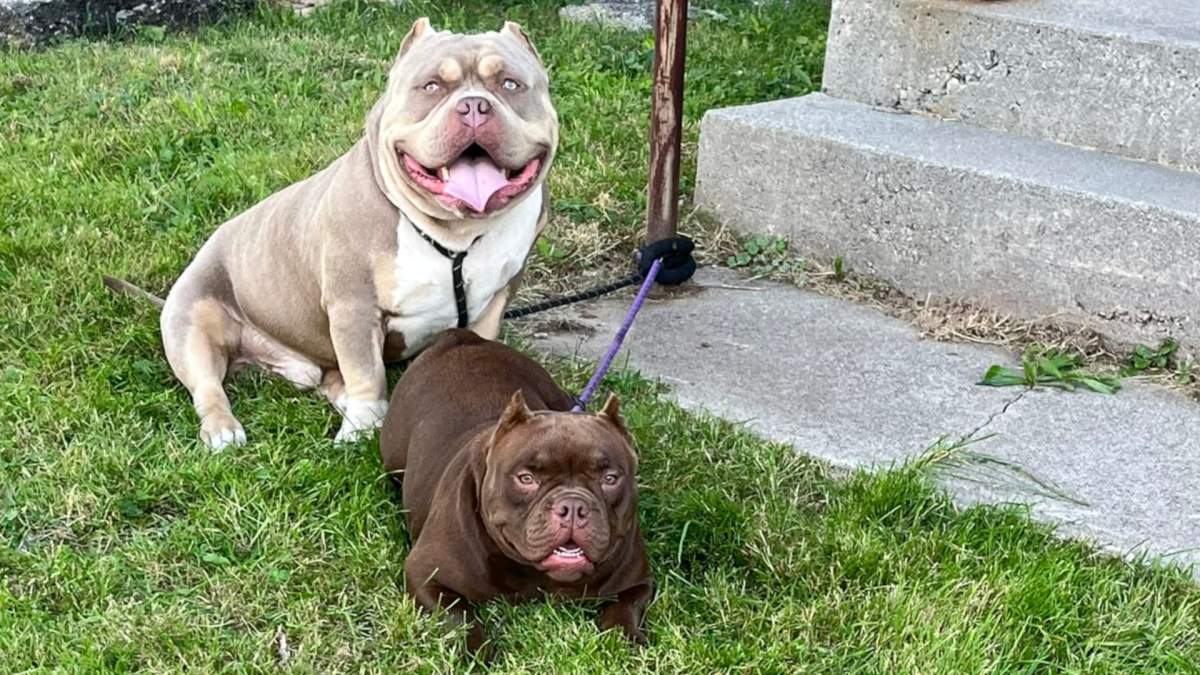 Cartelo and Spicy, two dogs belonging to Jenuen Monroe and husband, Matt Savory, of Hamilton, Ont. The couple says their pocket bully puppy died while in someone else’s care.