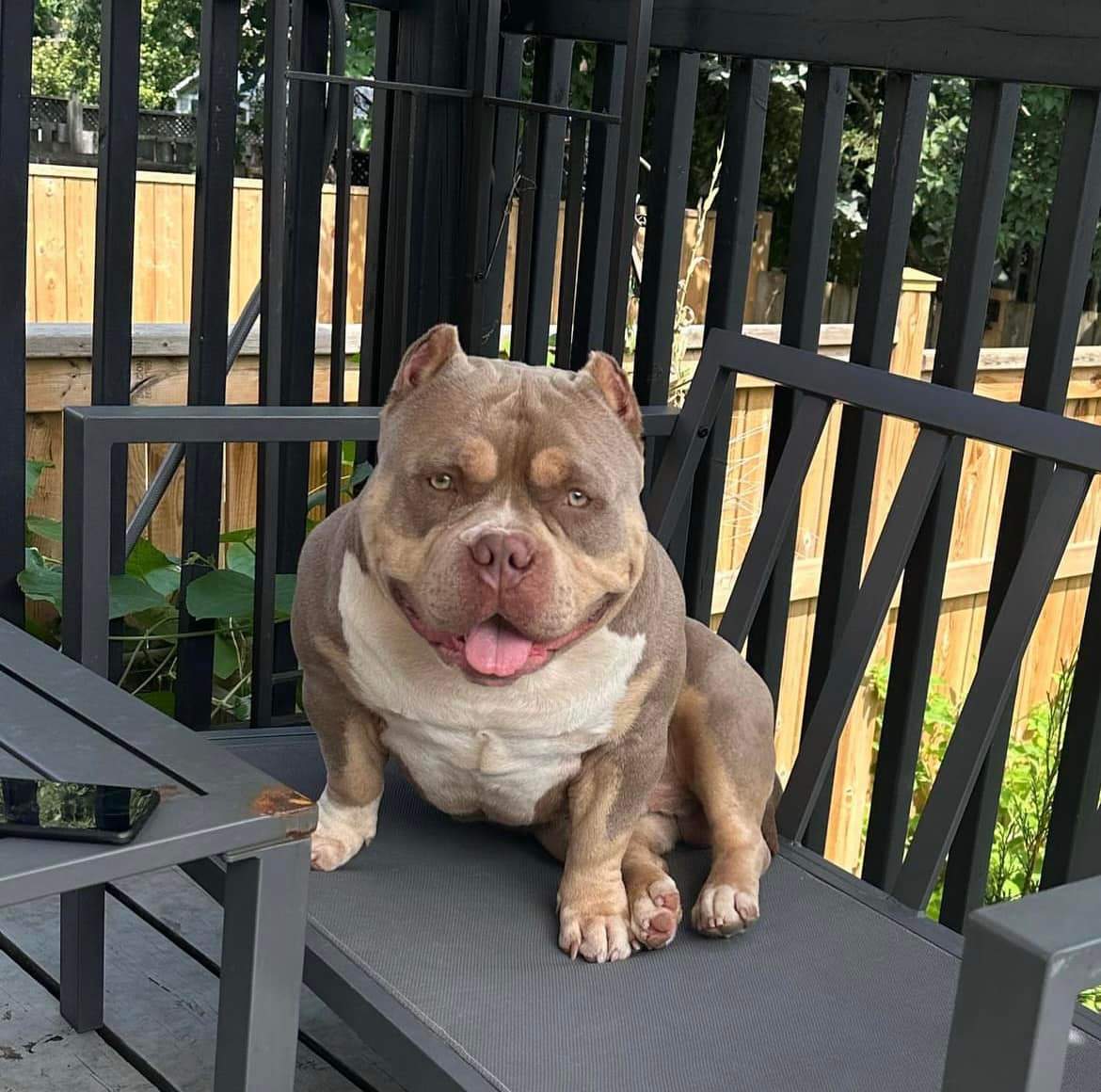 ‘Sick to our stomach’: Ontario family mourns after dog dies at boarding business - image