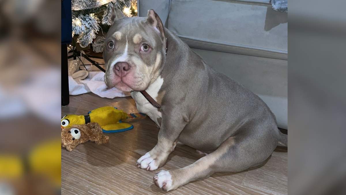 ‘Sick to our stomach’: Ontario family mourns after dog dies at boarding business - image