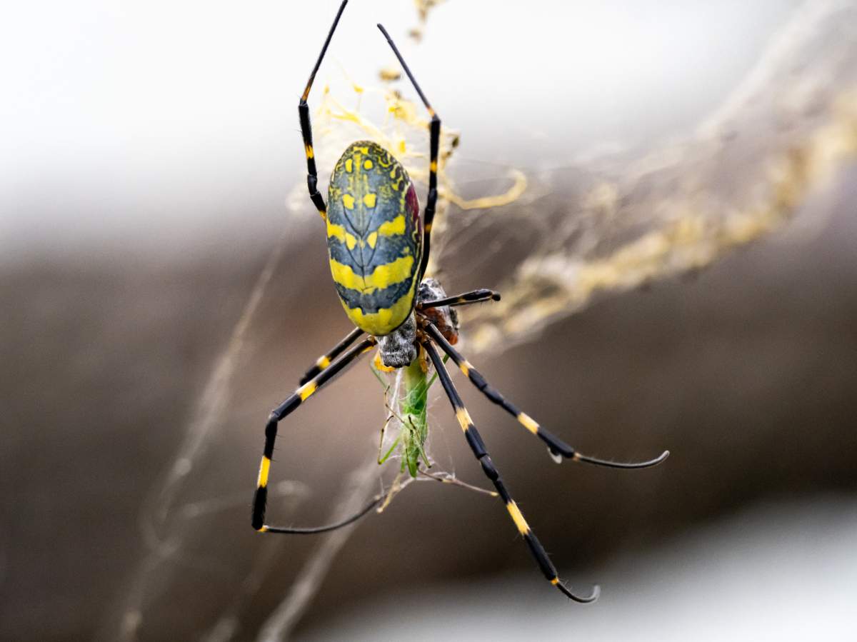 A Japanese Joro spider, a type of golden orb-weaver, feeds on a small grasshopper in a forest near Yokohama, Japan. The Joro spider is native to East Asia and is an invasive species in the U.S., where their numbers are growing.