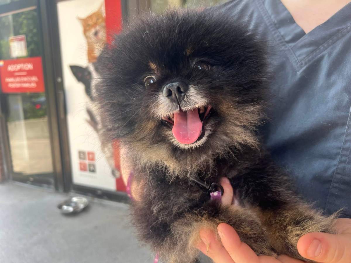 One of a rising numbers of dogs awaiting adoption at the Montreal SPCA. June 20, 2024.