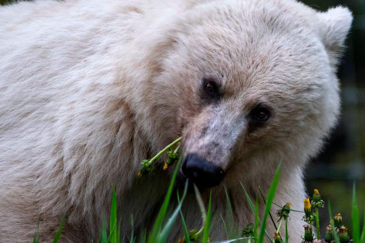 Nakoda Bear 178
