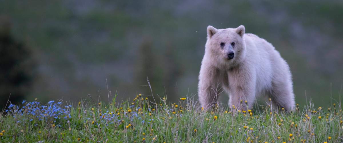 Nakoda white grizzly