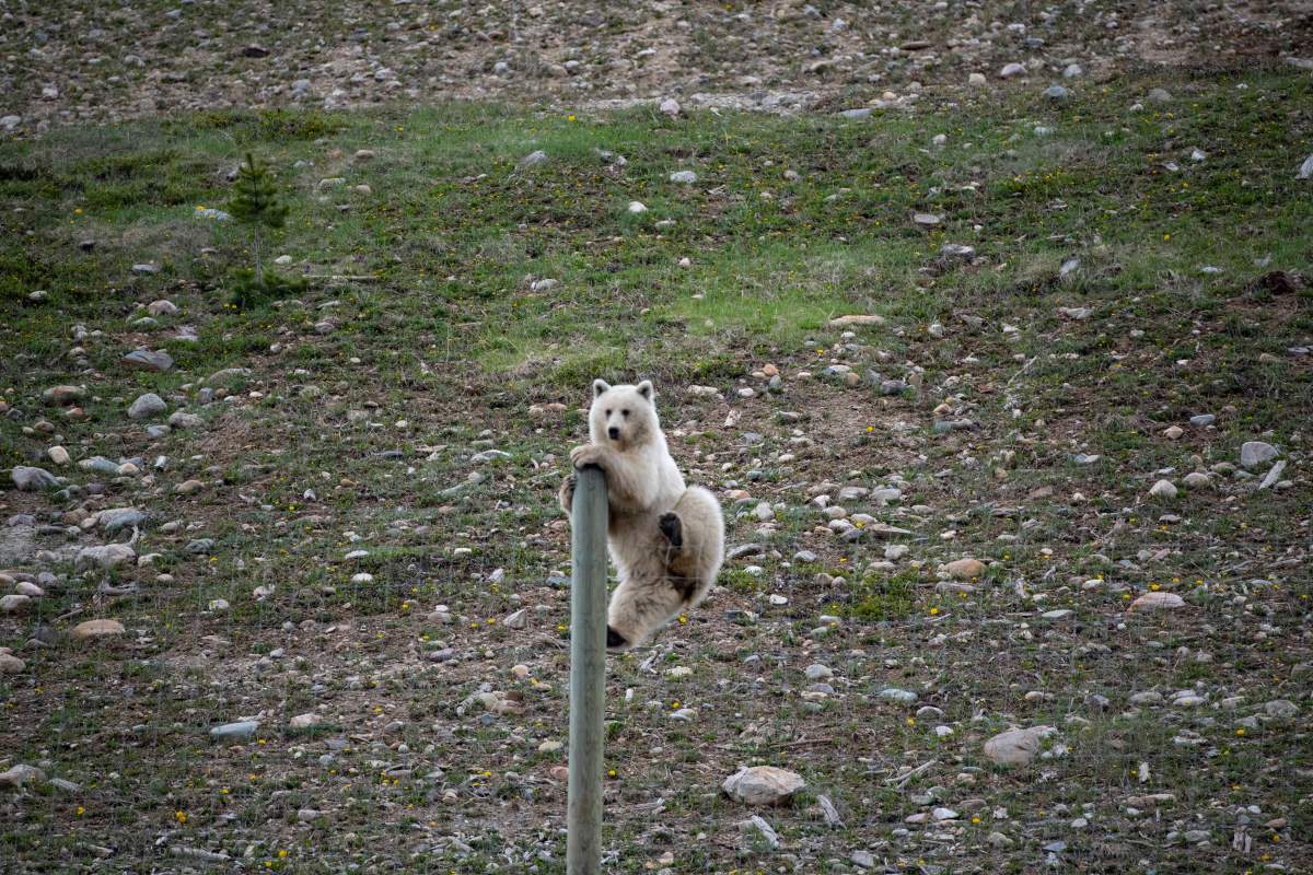 Nakoda white grizzly