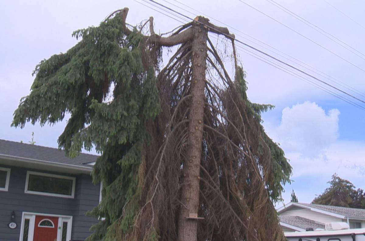 Prior to being cut down, this is what the tree in front of Giulio Di Palma’s home in Kelowna, B.C., looked like after being trimmed.