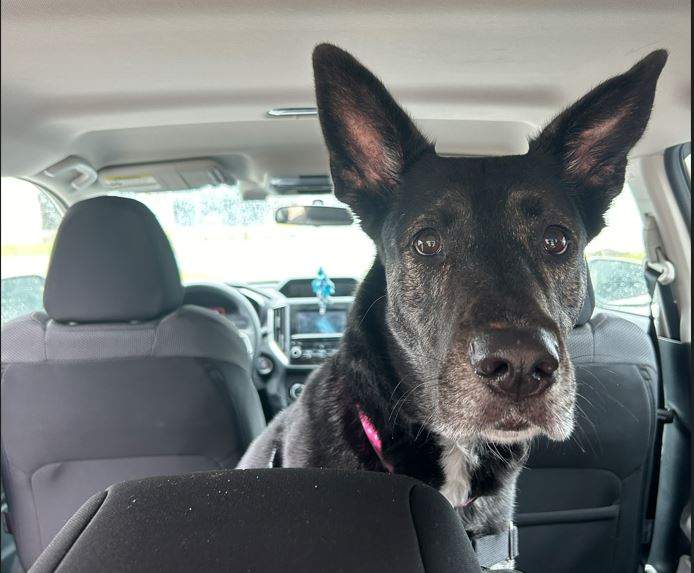 The Guelph Humane Society has put out a campaign advising pet owners to leave them at home.