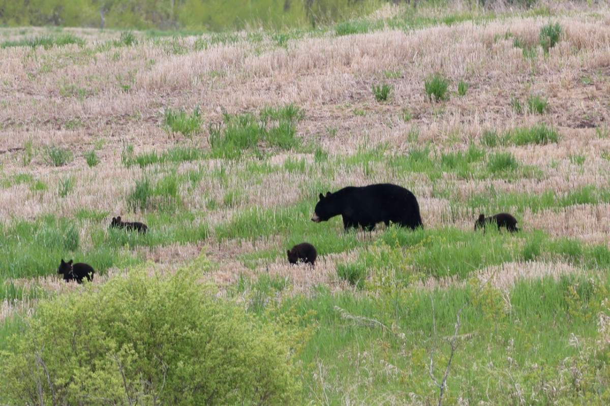 The Your Saskatchewan photo of the day for June 30 was taken by Sheila Kohle at Big Shell Lake.