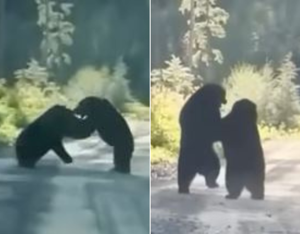 The two black bears are seen duking it out, complete with overhand blows, on a Yukon wilderness road.
