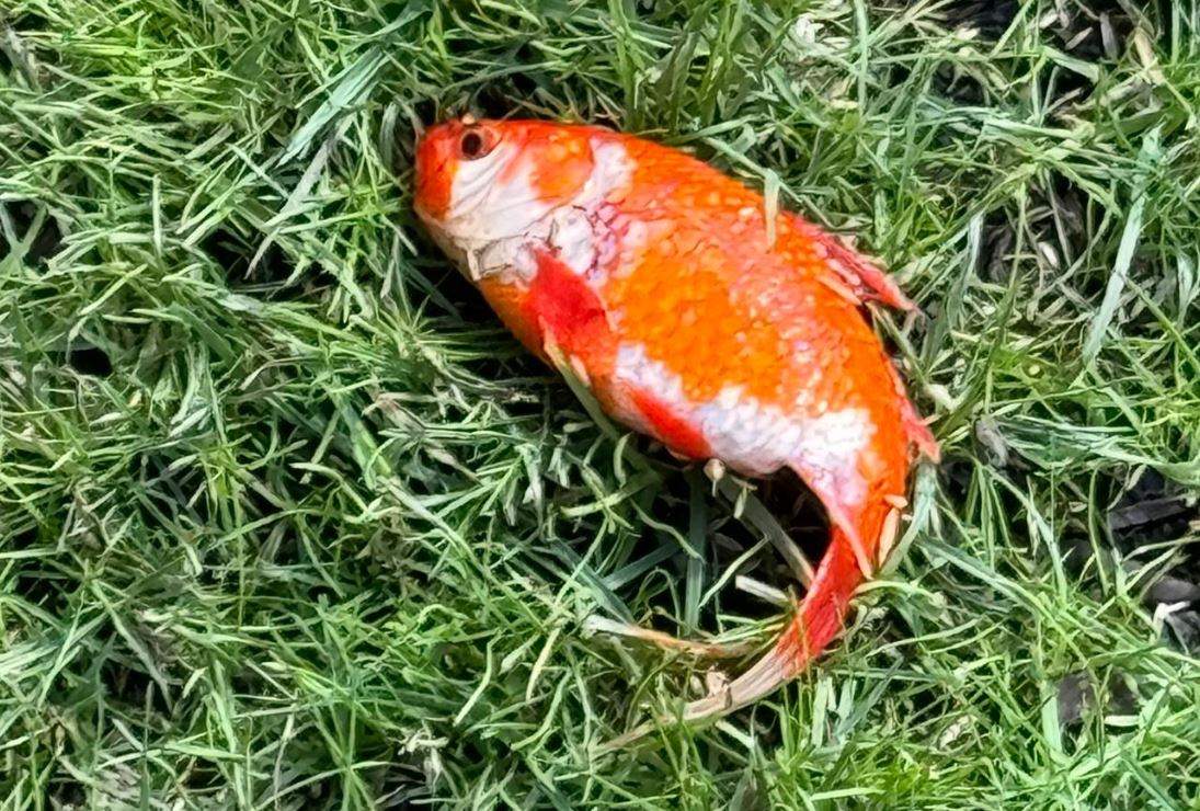 Alice the goldfish is living the good life after being rescued from a lawn in Newcastle.