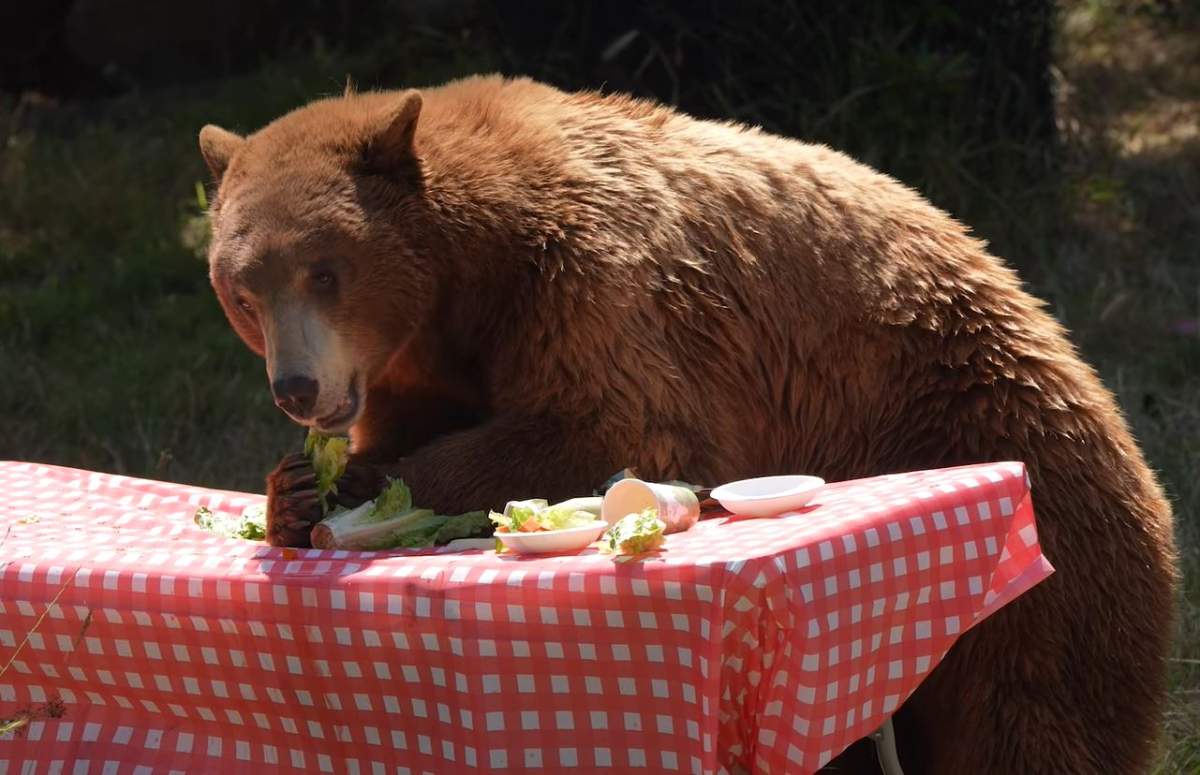 A bear takes a snack from a picnic basket.