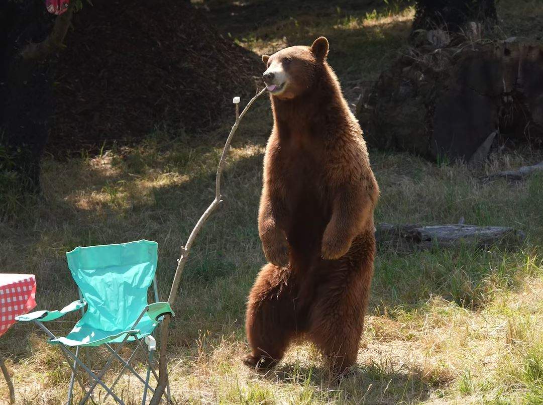 A bear stands on its hind legs to munch on a marshmallow at the Oakland Zoo.