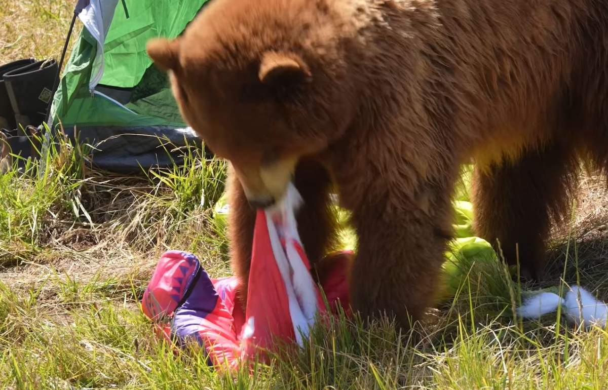 A bear makes quick work of a sleeping bag at the Oakland Zoo.