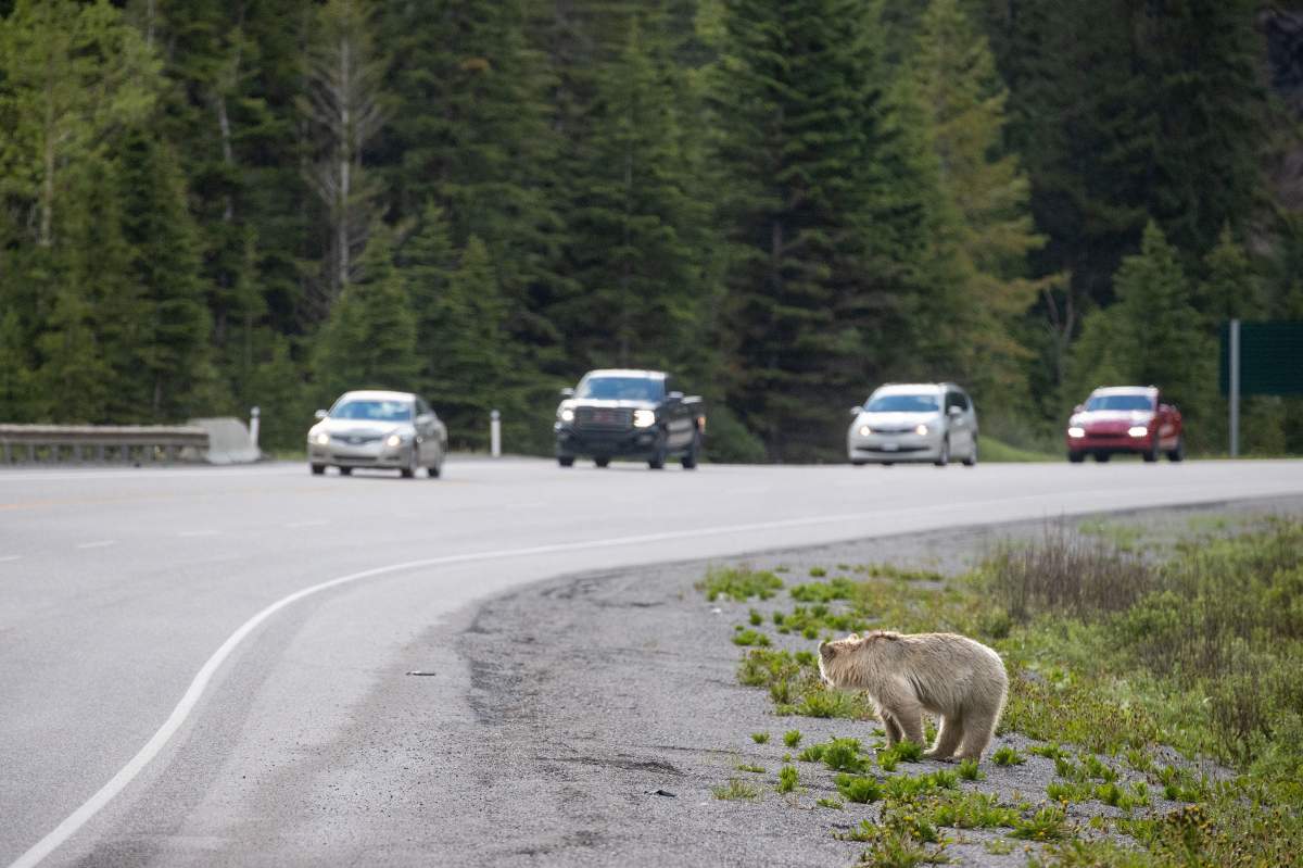 Nakoda white grizzly bear