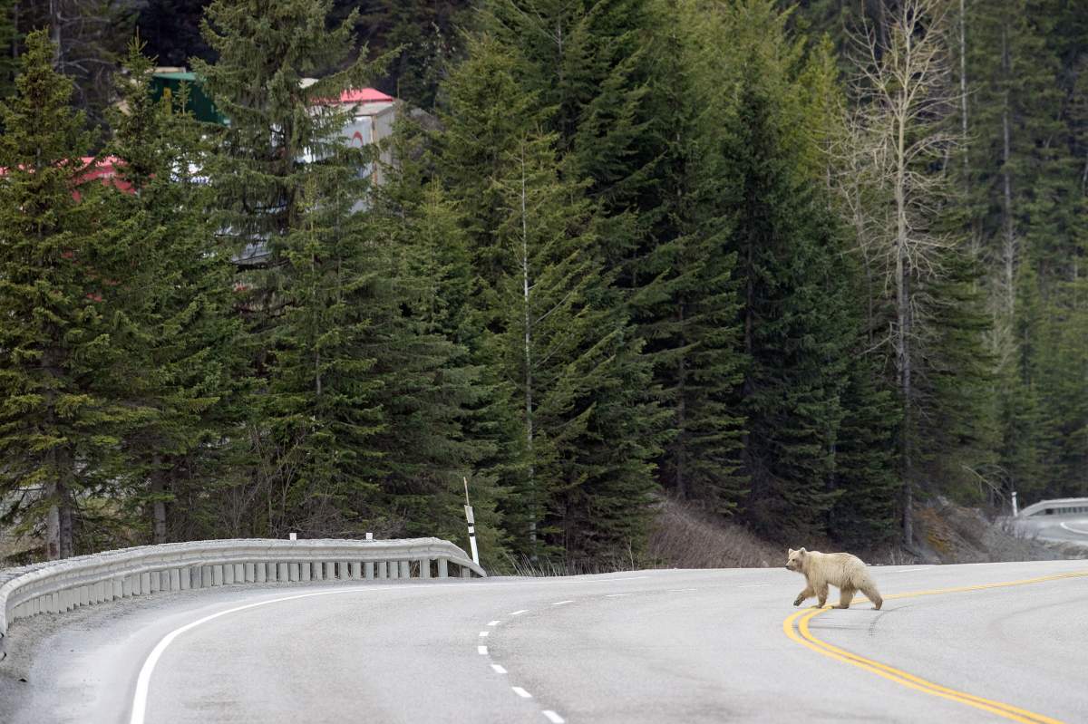 Nakoda white grizzly bear