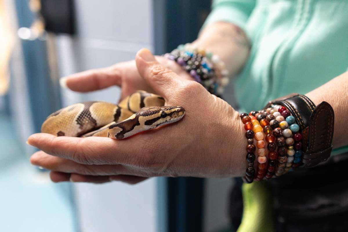 Louis the snake found a new home on Saturday.