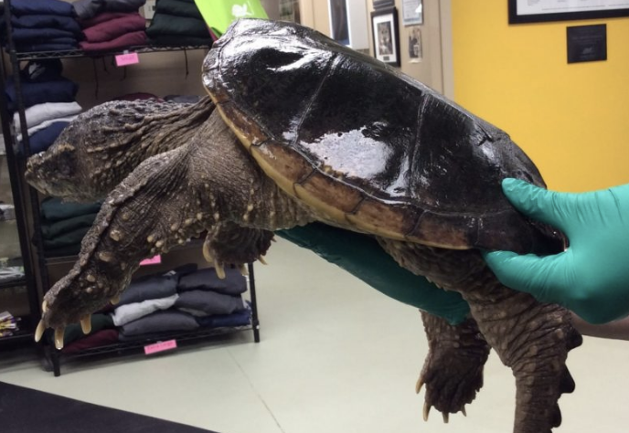 The Ontario Turtle Conservation Centre shows how to properly pick up a snapping turtle.