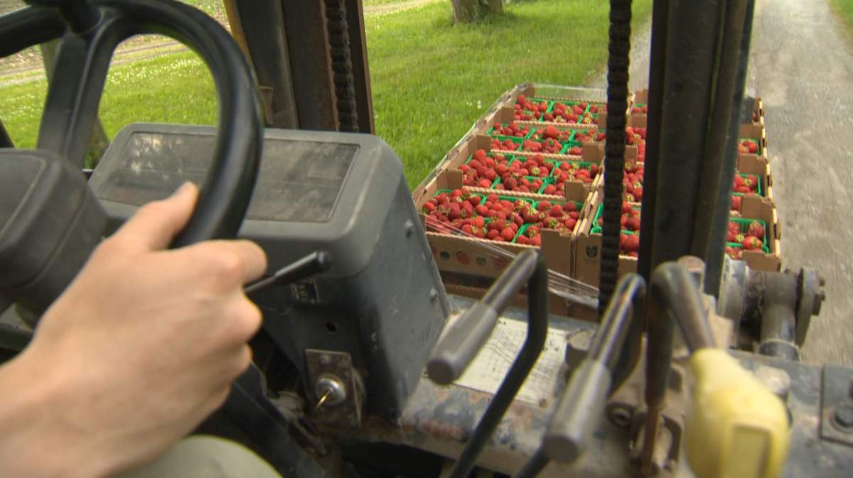 strawberries in containers on a truck