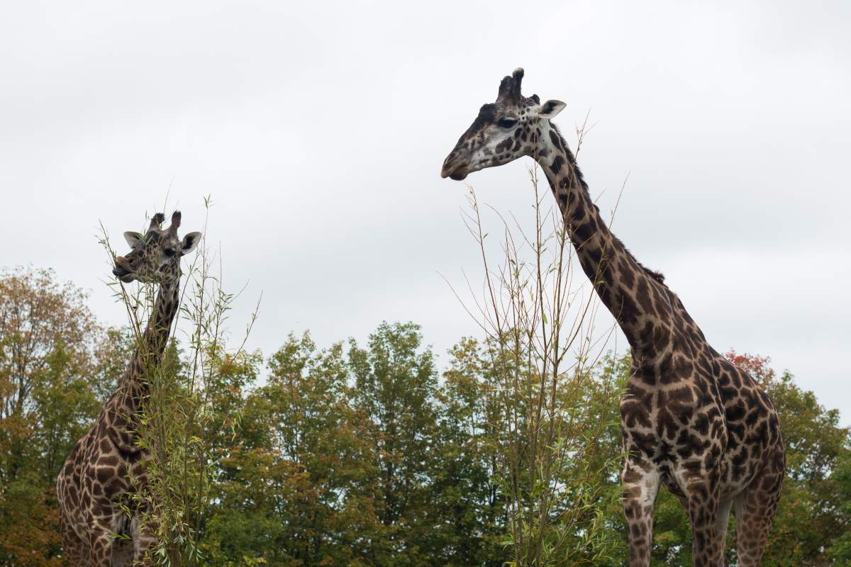 Toronto Zoo