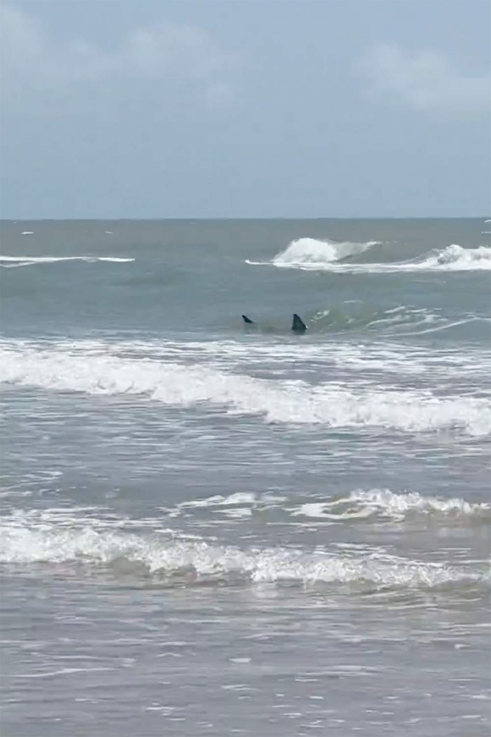 This image provided by Katie McMillan shows sharks near the shore on South Padre Island, Texas on Thursday, July 4, 2024.