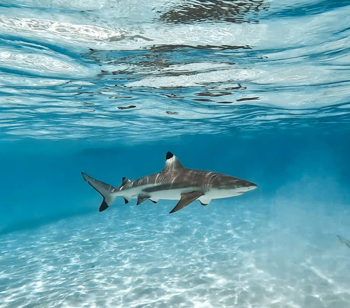 A blacktip shark in shallow water.