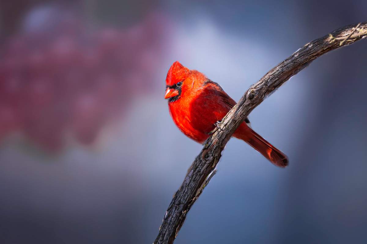Close-up of cardinal perching on branch Hamilton, Ont.