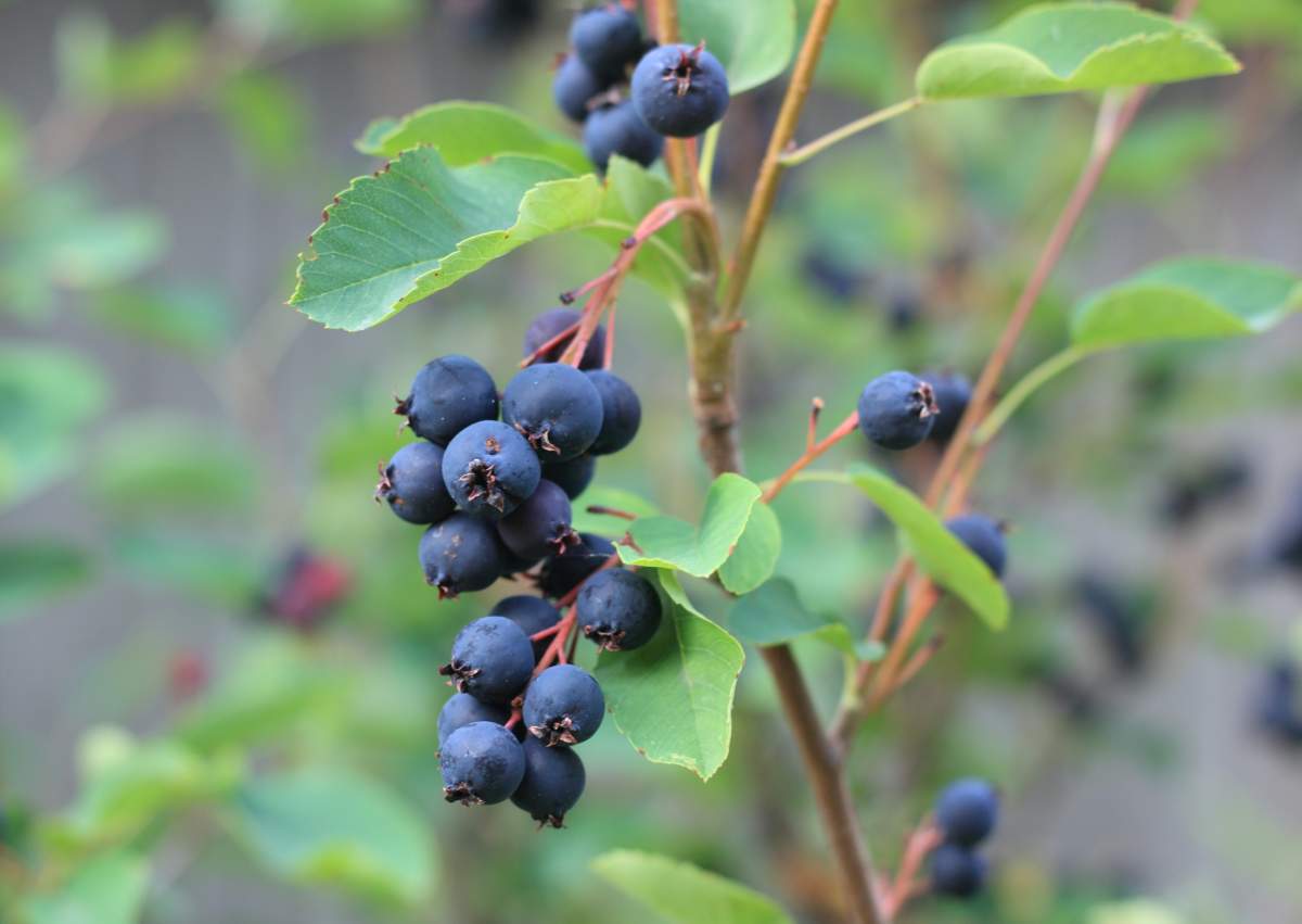 Sweet blue Saskatoon berries ripening on bush branches.