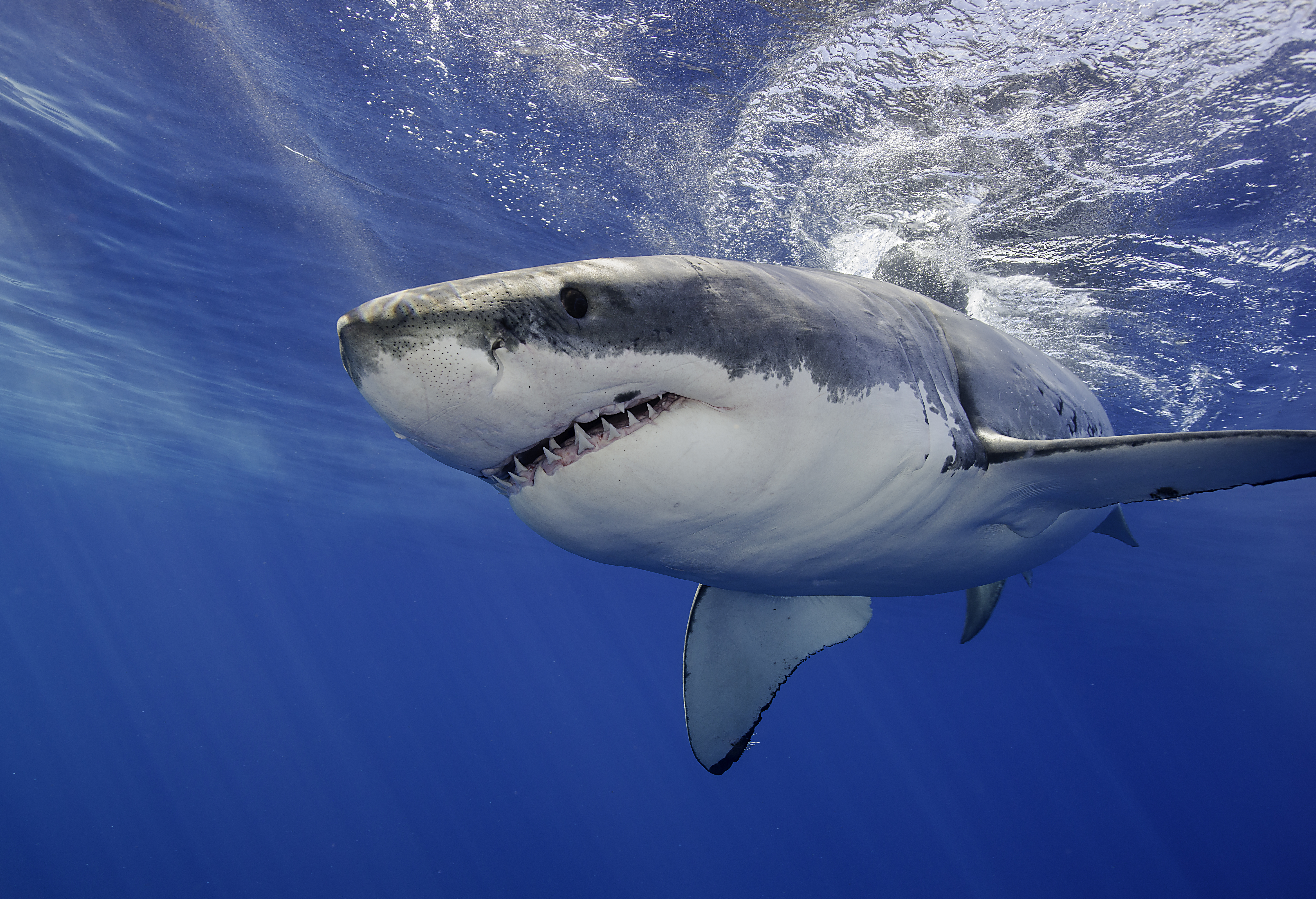 Great white shark swimming just under the surface.