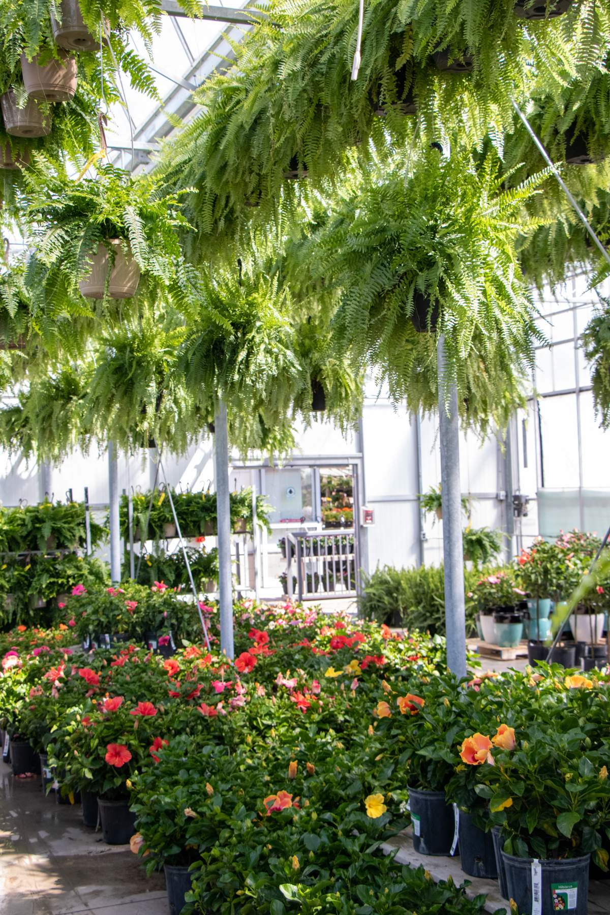 Plants for sale.