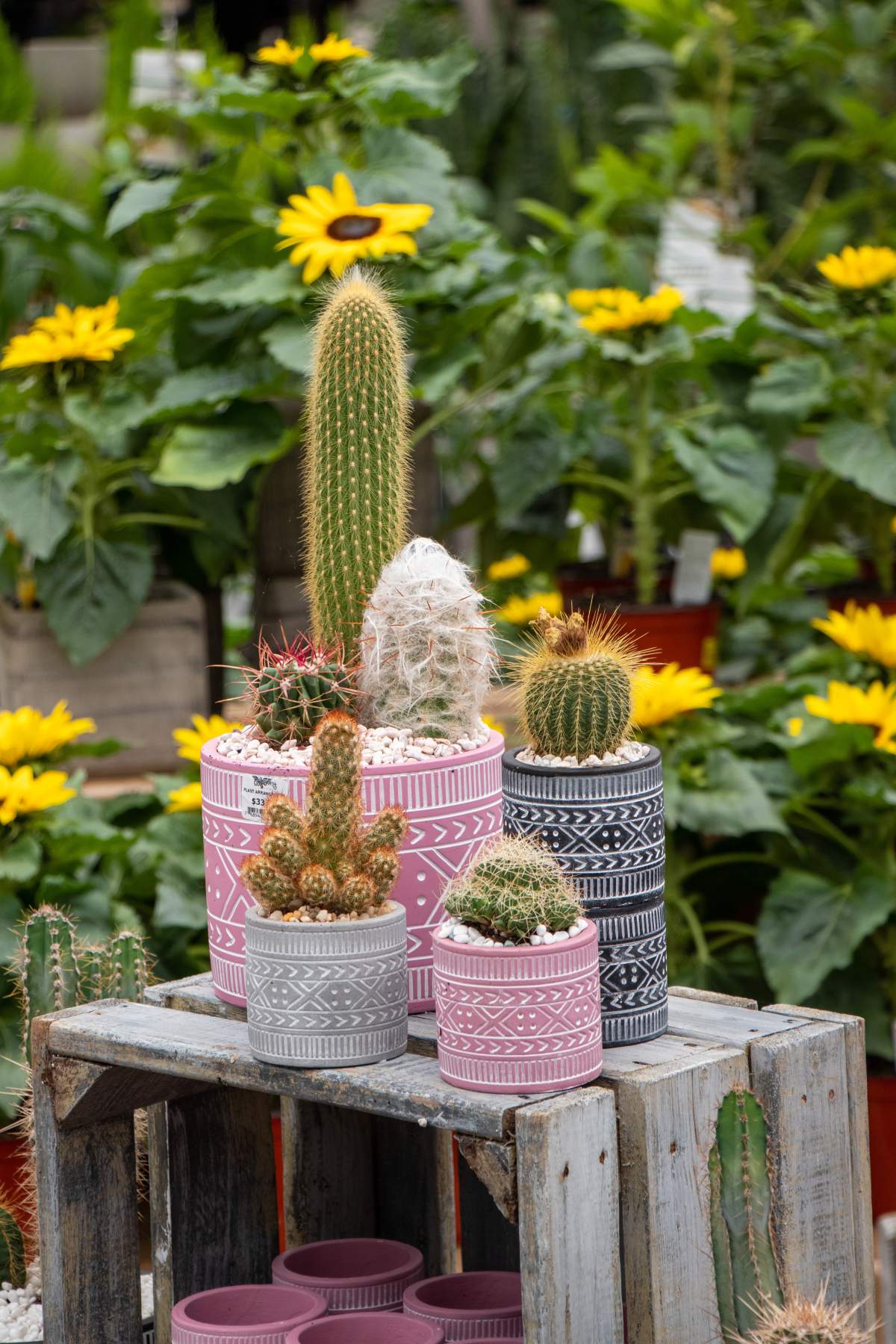Plants for sale.