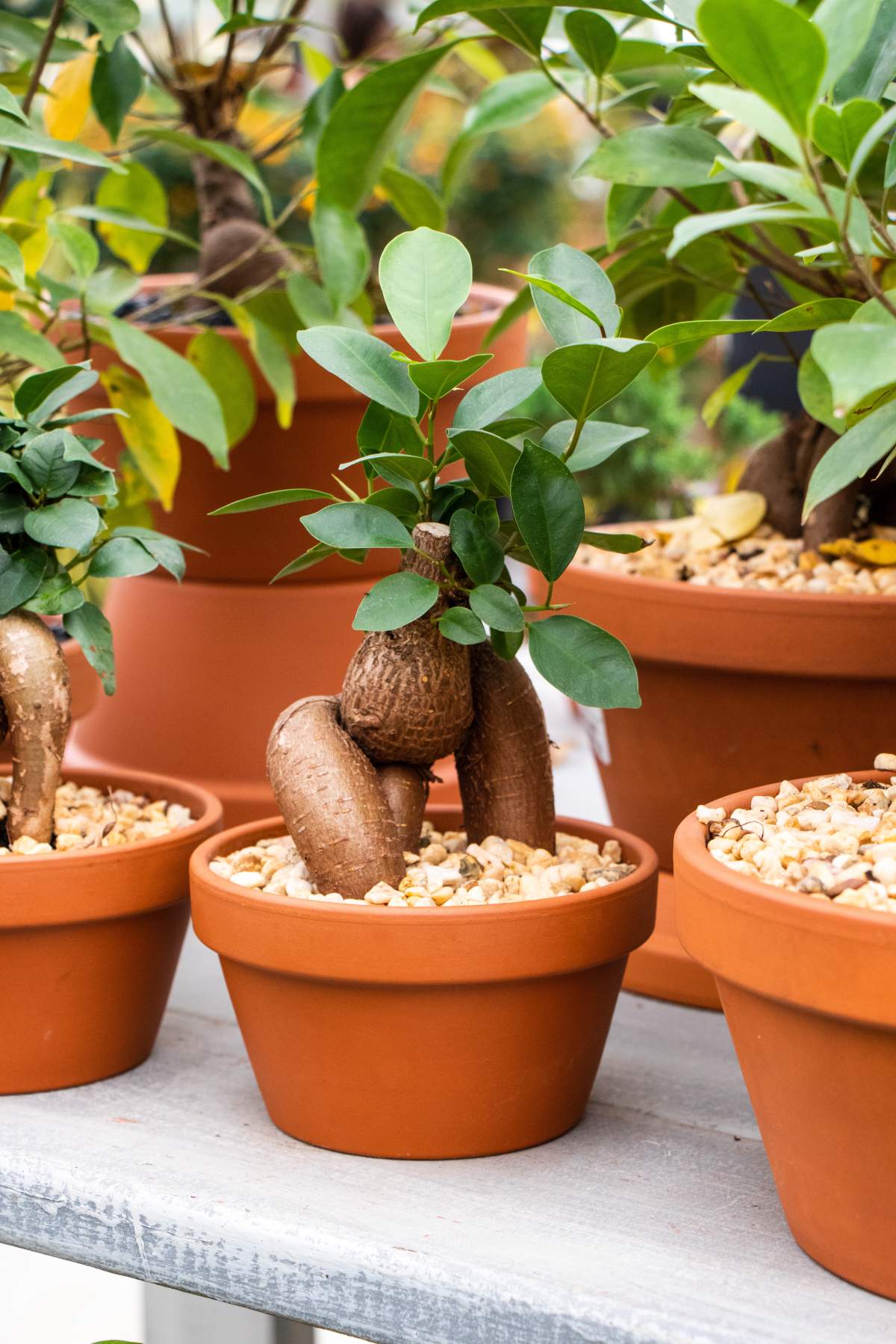 Plants for sale.