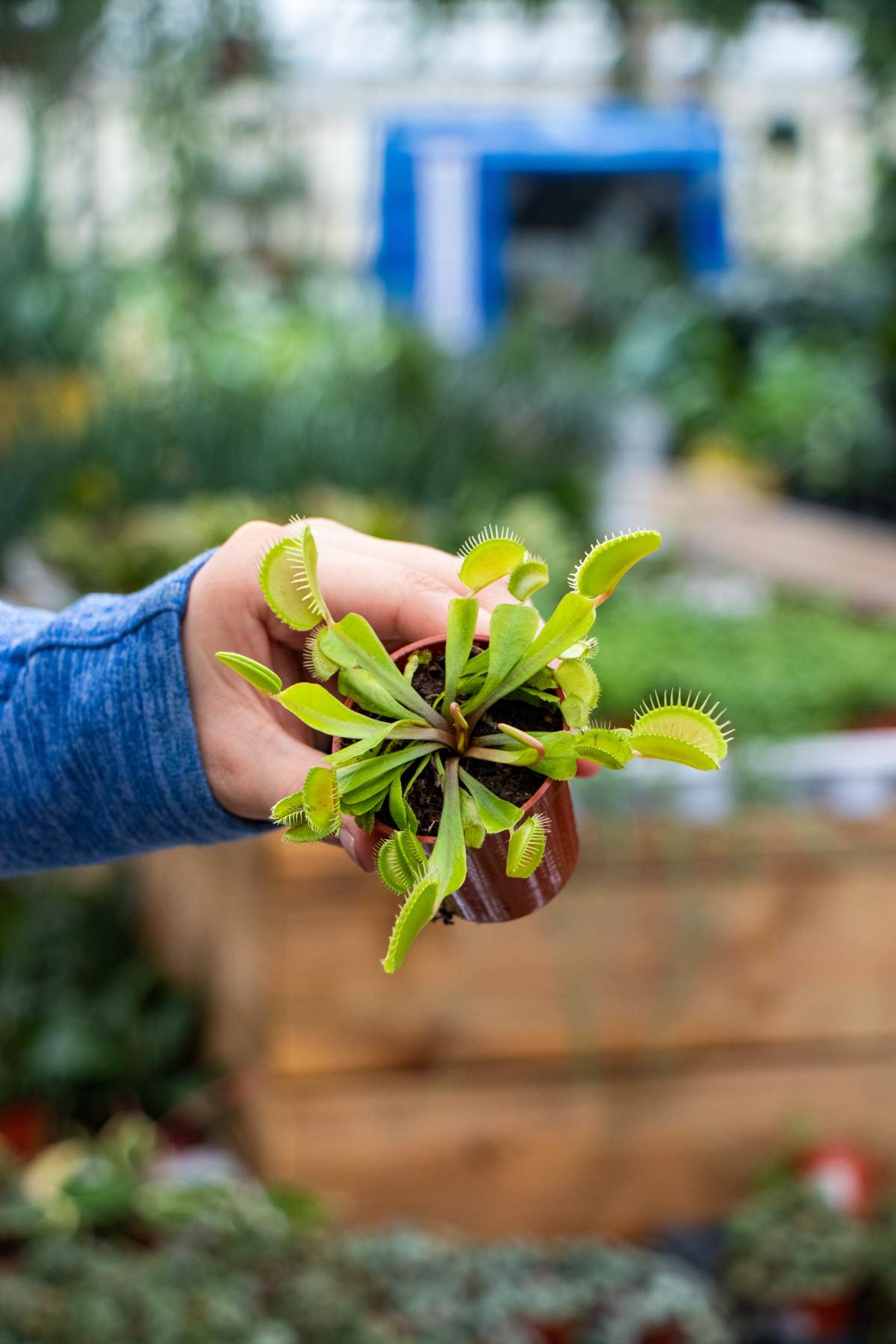 Plants for sale.
