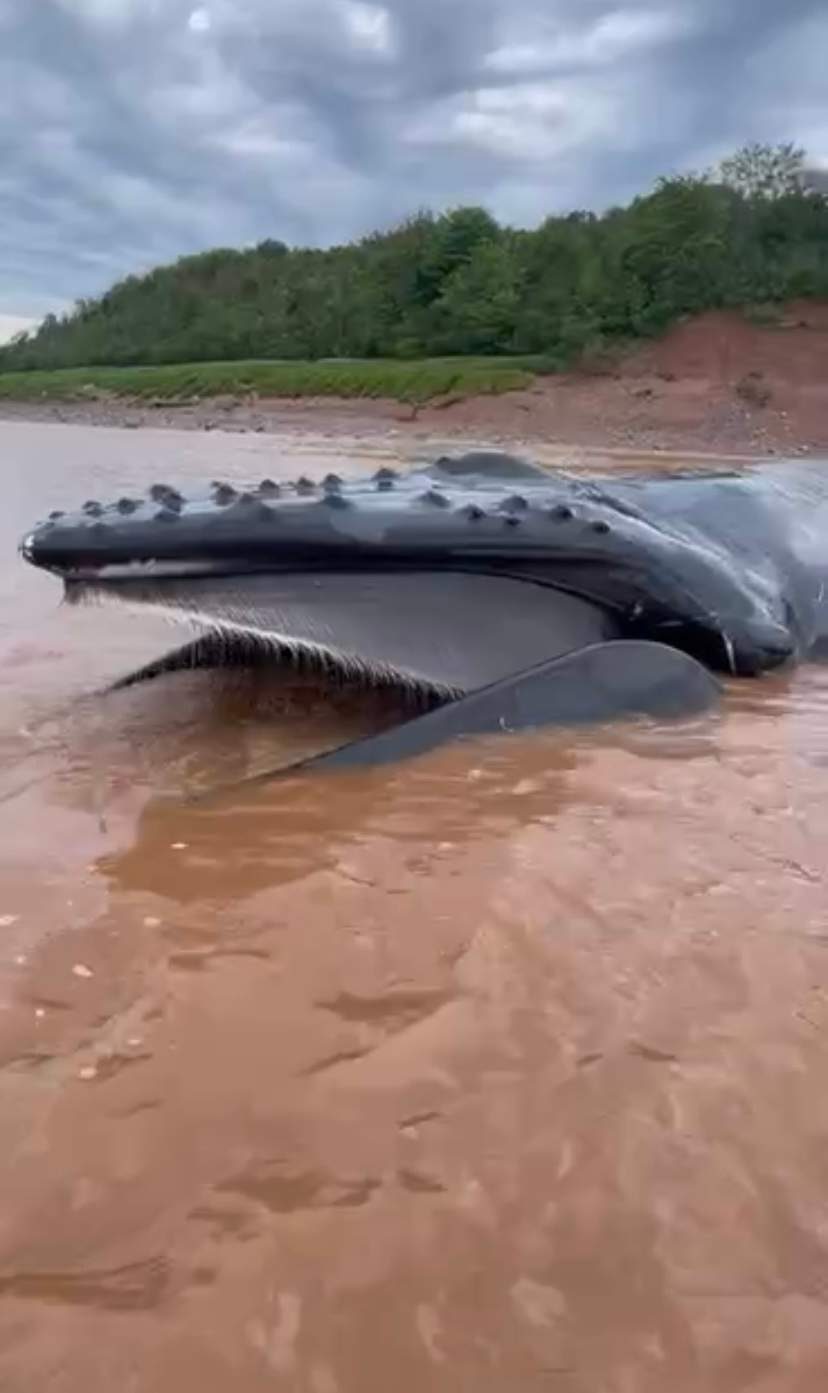 An image of the humpback whale in the Shubenacadie River on Monday.