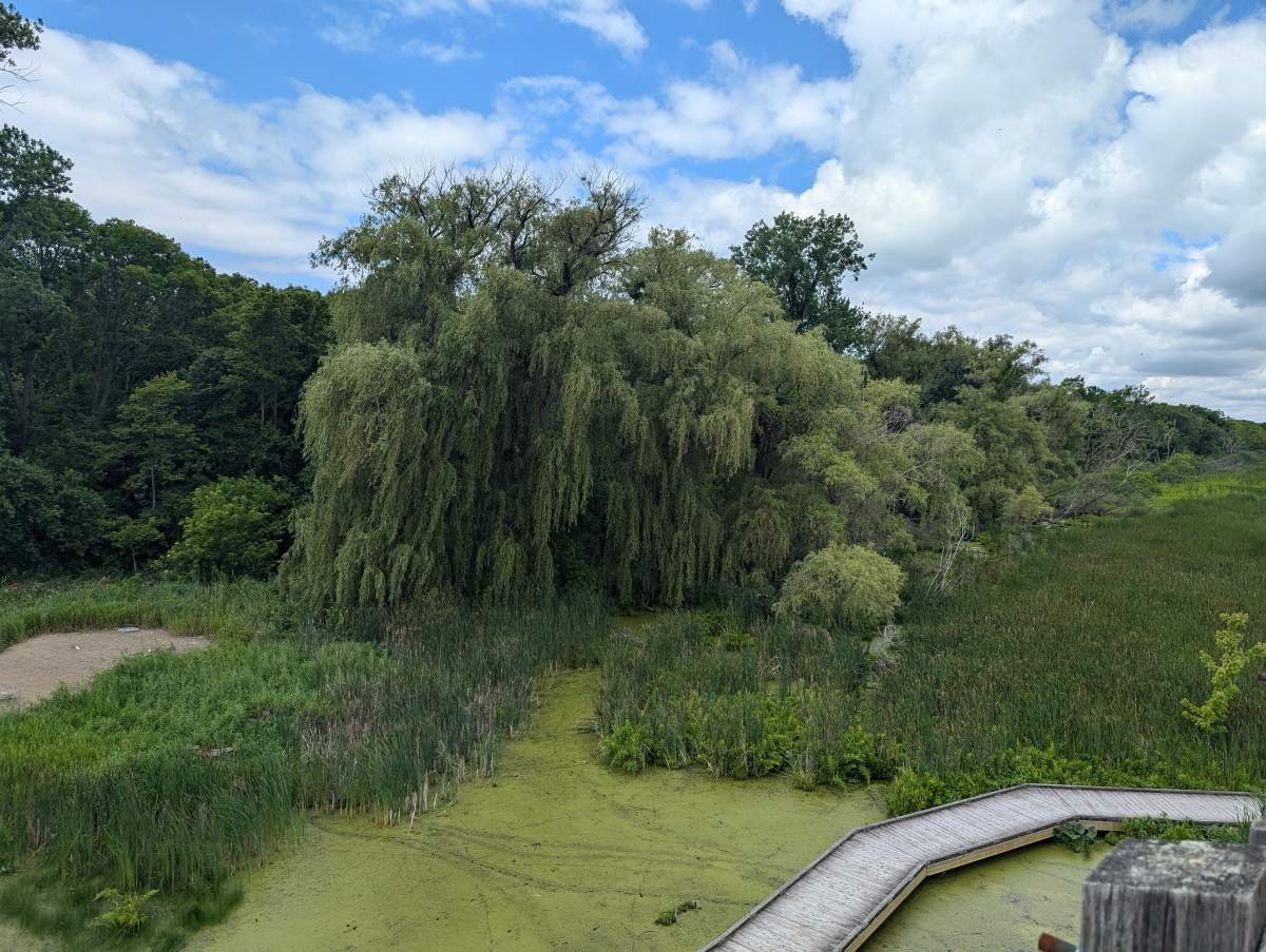 The marsh at Point Pelee.
