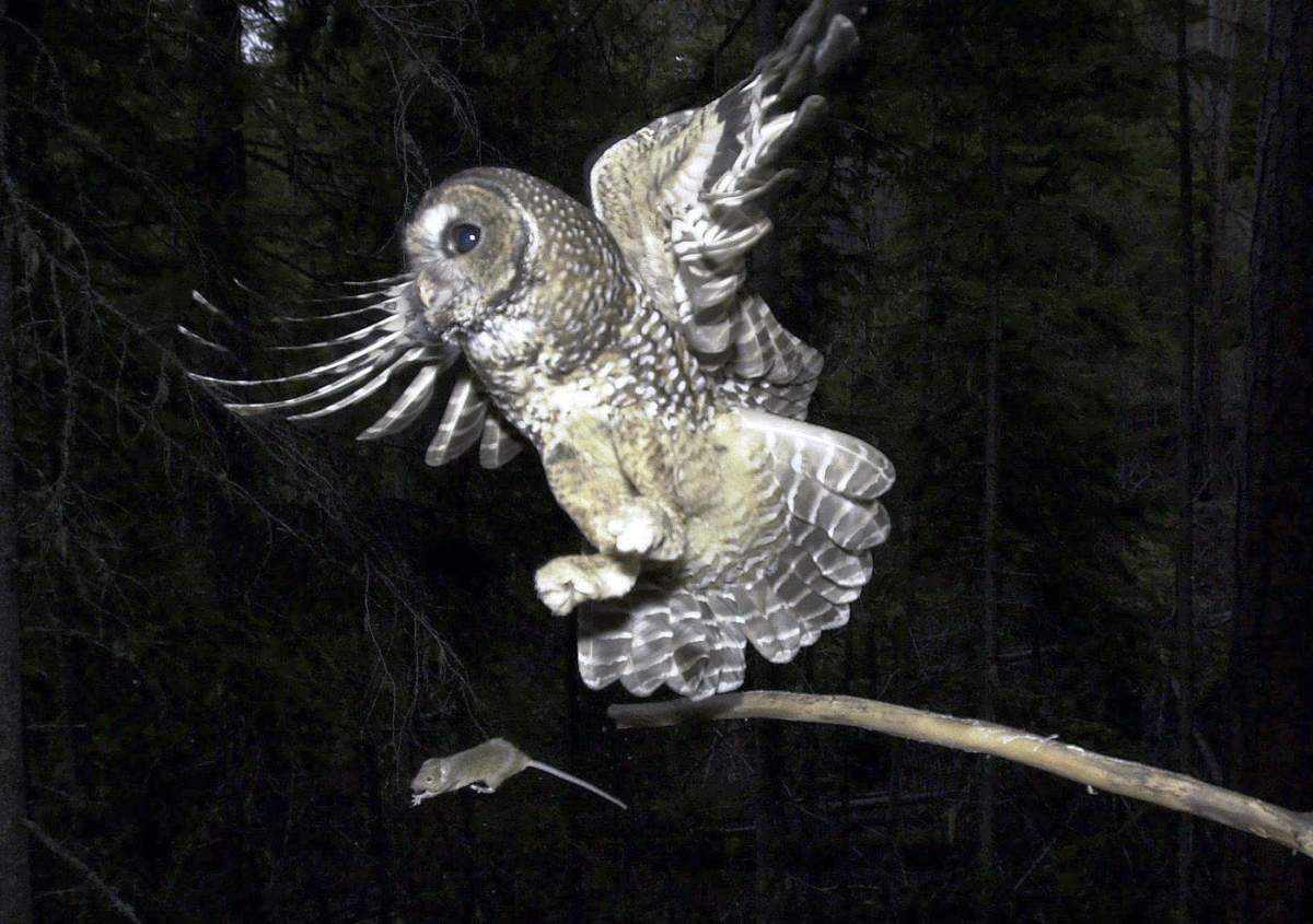 File photo of a northern spotted owl flying after an elusive mouse in the Deschutes National Forest near Camp Sherman, Ore.