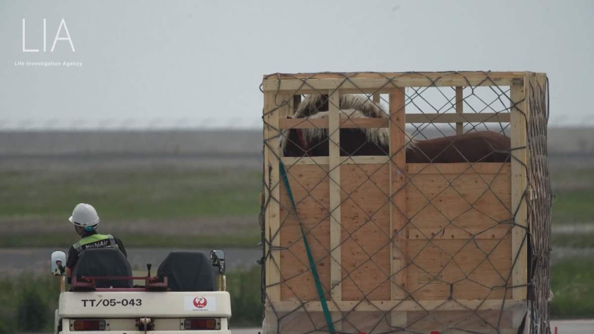 Horses in a crate on the tarmac at a Japan airport.