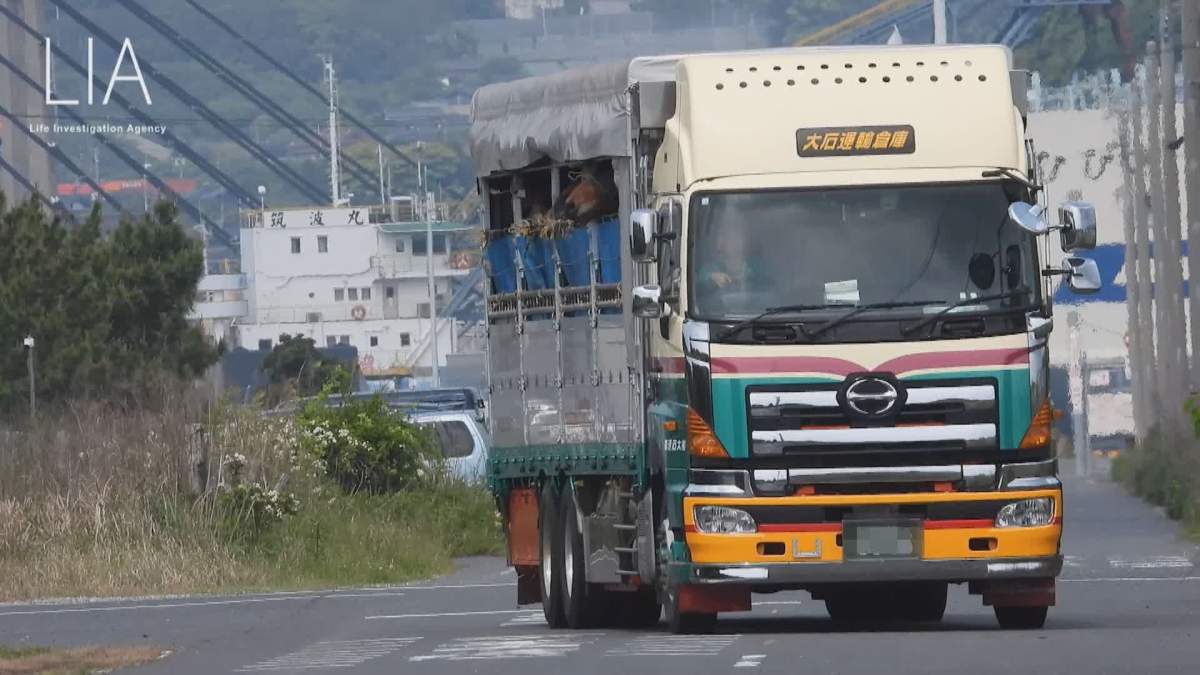 Animal welfare organizations say approximately 4,000 horses are flown from Canada to Japan for slaughter each year.