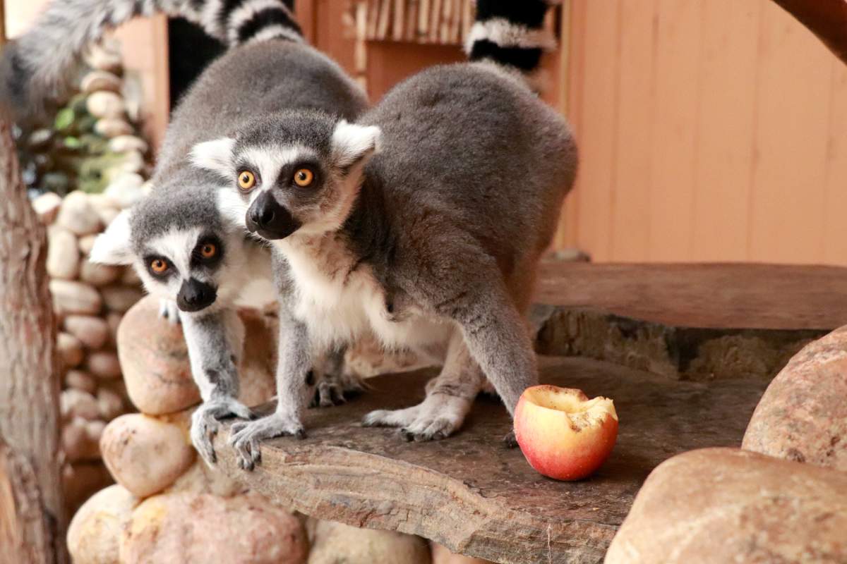 Lemurs at Colasanti's Tropical Gardens.