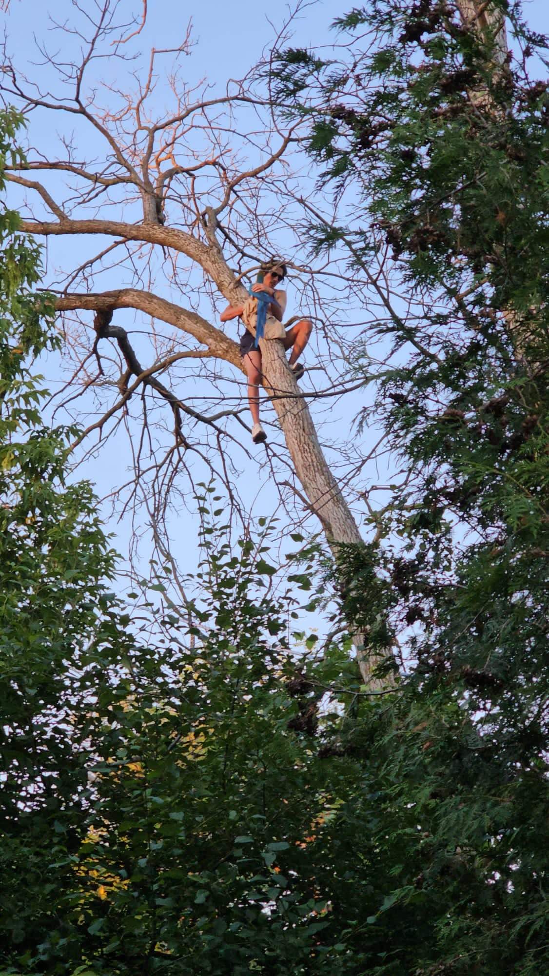 Haril Parikh waits for Peterborough Fire Services to rescue him and his pet macaw Jojo from a tree in Beavermead Park in Peterborough ,Ont., on July 1.