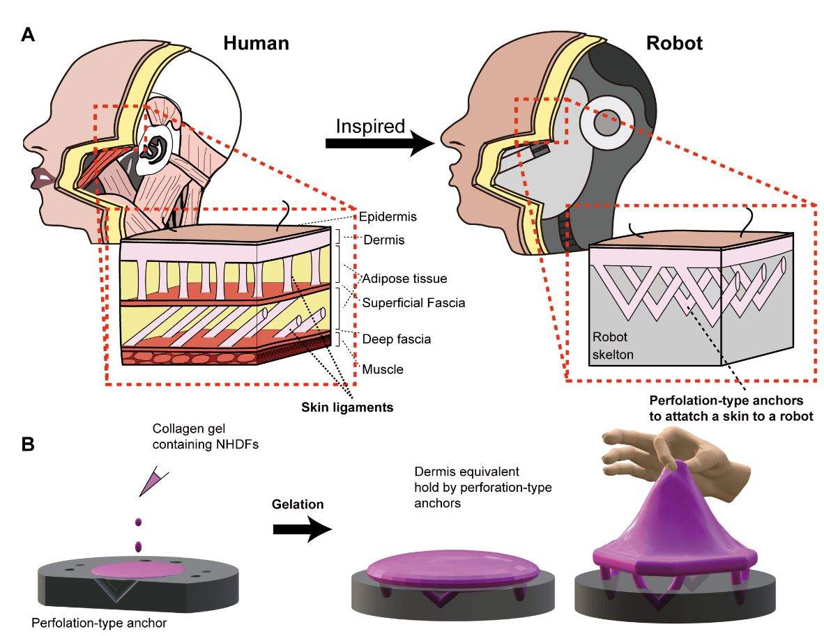 The engineered skin tissue and the way it adheres to the underlying complex structure of the robot’s features were inspired by skin ligaments in human tissues.