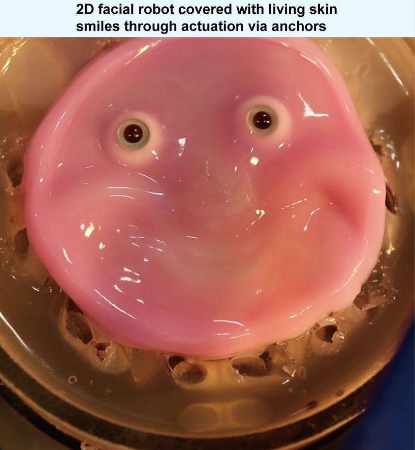 This new method of binding skin can work on complex, curved and even moving surfaces.