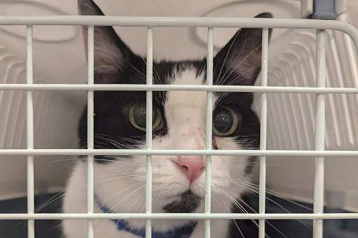 Indie the cat, as shown in this handout image, did indeed come back, but it took her about eight years and a little help from the Ottawa Humane Society.