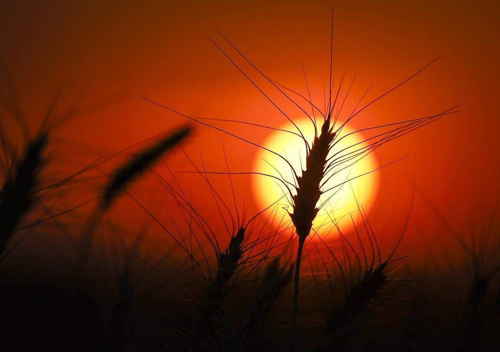 A head of wheat