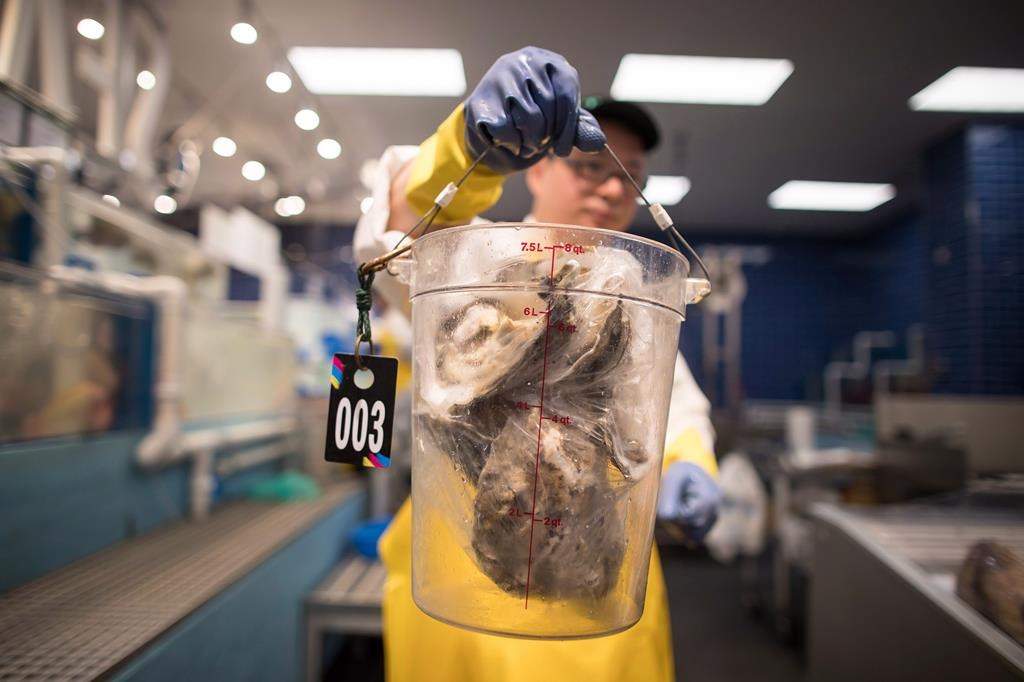 A worker holds oysters in Richmond, B.C. Prince Edward Island's fisheries minister hopes that the recently announced federal funding will help develop oysters that are resistant to a parasite. THE CANADIAN PRESS/Darryl Dyck.