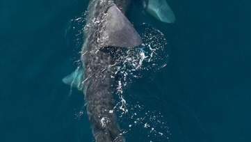 The basking shark spotted off the B.C. coast in June, 2024.